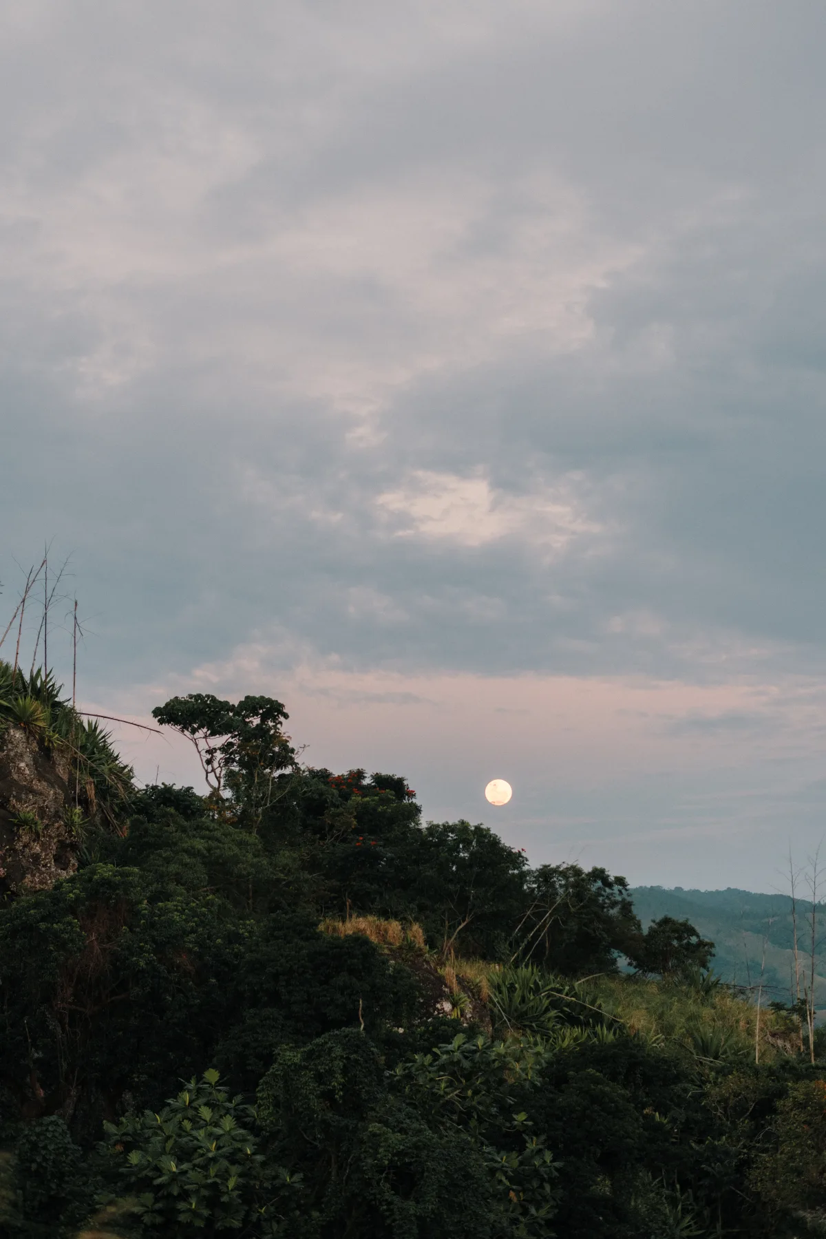 The moon rising above coastal trees