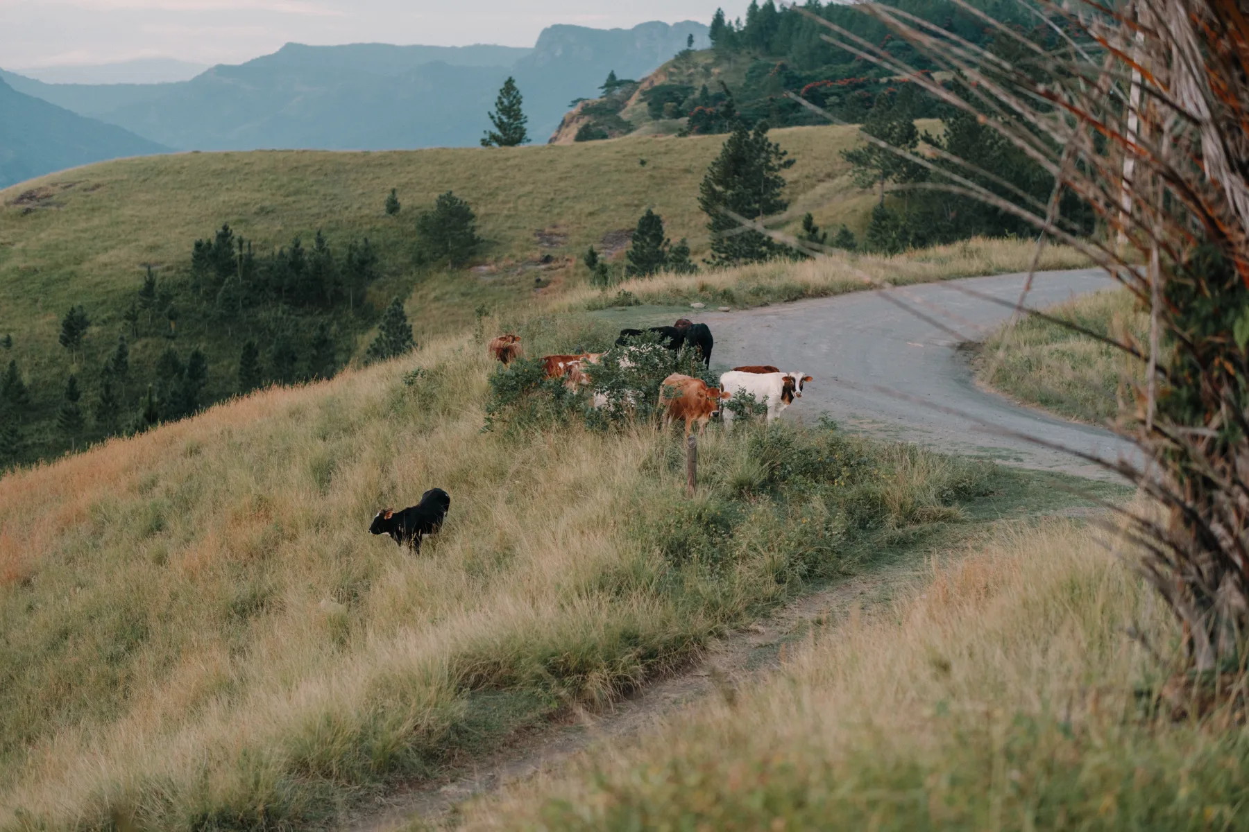Cattle grazing beside a winding road in the highlands
