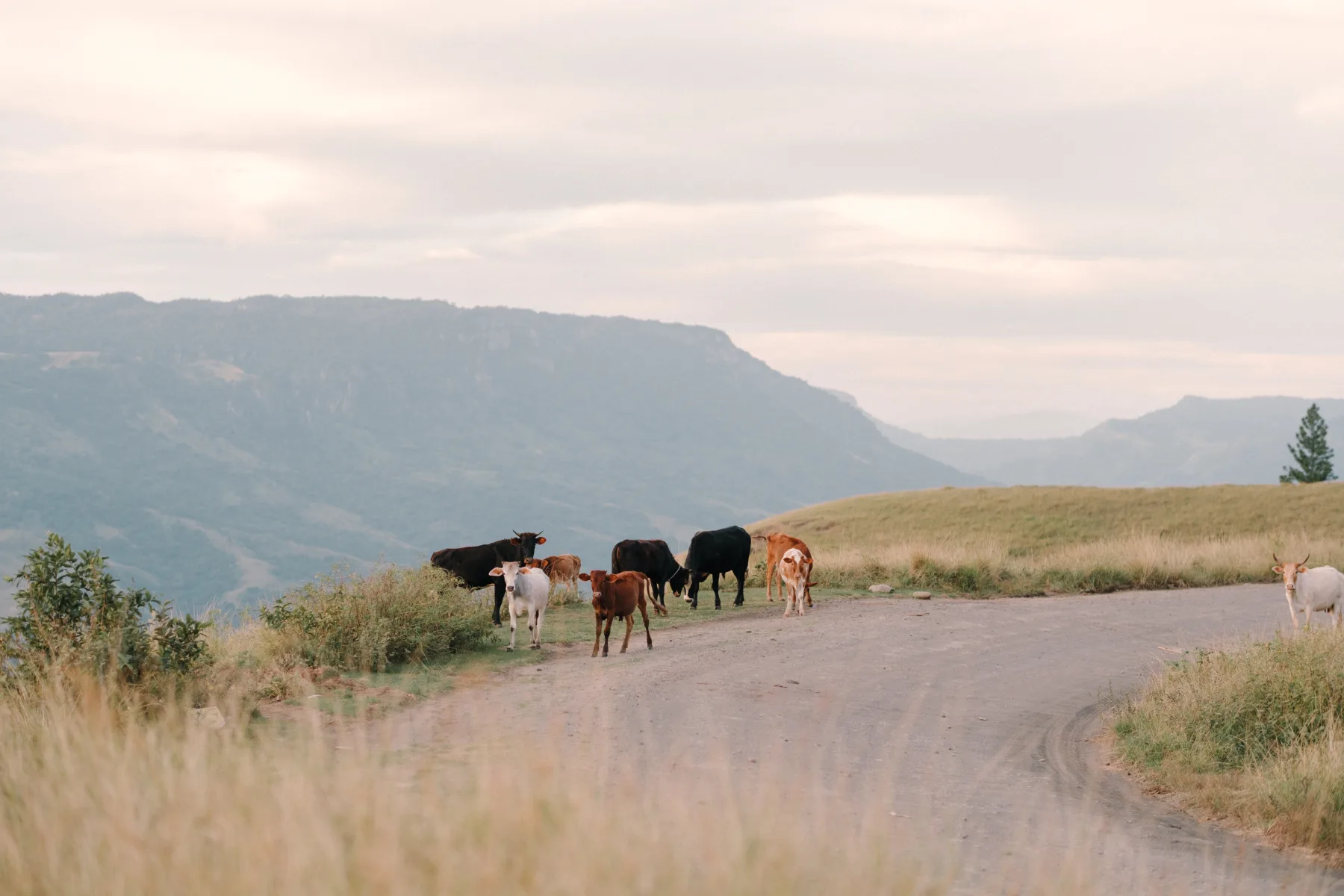 Cattle standing across a quiet highland road
